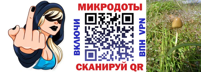 Купить  Суздаль  Галлюциногенные грибы Cubensis 
